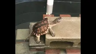 Pavlovian conditioning a snapping turtle- training and taming