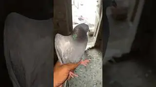 Hara kabootar 😍👑#kabootarshorts #youtubeshorts #shortvideo