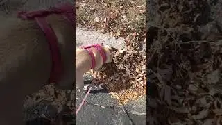 Pug sniffing leaves