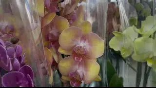 Открылся новый магазин орхидей😃 Краснодар