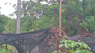 A chuva está chegando. Curiosidades sobre a árvore catingueira.