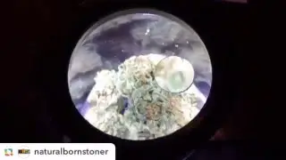 Smokus Focus Jar Closeup - Very Cool!