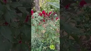 Coxcomb blooming Part-5 #trending #gardening #Support my channel please subscribe #youtubeshorts