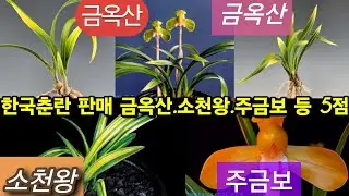 ​한국춘란 판매 | 금옥산·소천왕·주금보 등 5점 | 26년 1월 21일 춘란장터 #한국춘란 #춘란 #난초 (👇설명란 클릭)