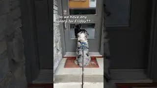 Australian shepherd picking up her bestie for a walk and her tail goes CRAZY #wigglebutt