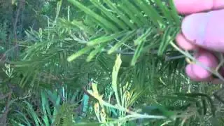 BCUSA BUSHCLASS TREE I.D No:2 BLACK WATTLE ACACIA MEARNSII