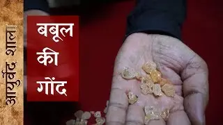 बबूल की गौंद के फायदे, नुकसान और उपयोग | Benefits of Babool Gond | Ayurved shala