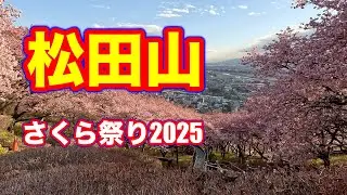 【４K】松田山桜まつり2025