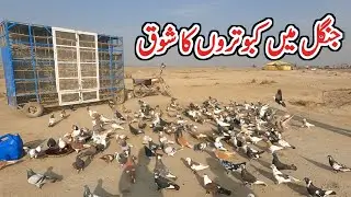 Zoo Pigeons Hobby in Pakistan | Traditional Pigeon Keeping | Village Life Vlog 