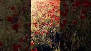 Flower garden video on drone. 4k hd natural video.