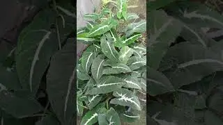 Kangkung organik slay