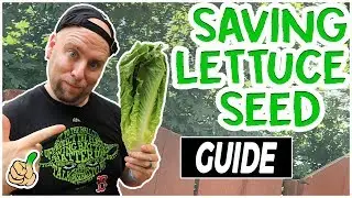 Regrow Lettuce: How to Harvest & Store Lettuce Seeds (2 Easy Ways)