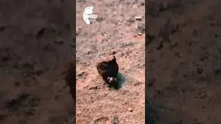 Beetle Make Dung Ball with Difficulty.   #animaltalent #amazingskillofanimals #beetle #naturebeauty