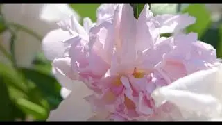 The Flowers Around Us