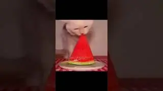 Funny cat eating watermelon