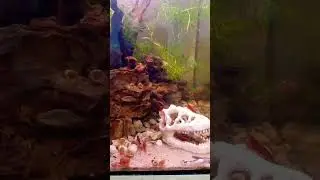 Meus camar&otilde;es neocaridina Red Sakura Rasbora Galaxy Otocinclus Caramujo red ramshorn.