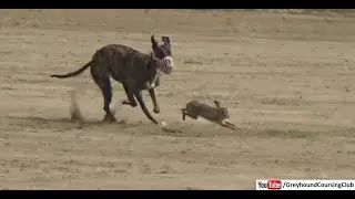 galgos vs liebres 2021 | greyhound racing pakistan | hare coursing