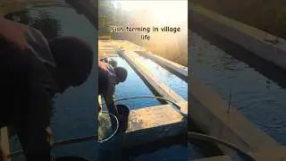 fish farming in village life style #fishfarming #villagelife #short