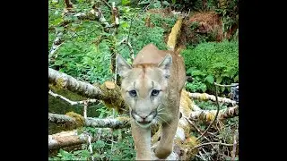 Rainforest Cougar -5 Angles- Browning Recon Force Elite HP5 Strike Force Pro DCL / XD Trail Cameras