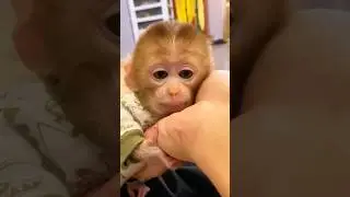 Трудолюбивые макаки #животное #милый #обезьяна