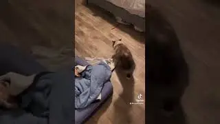 Cat Throws Up After Meeting Newborn Baby - Viral TikTok