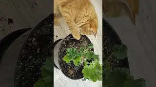 ГЕРАНЬ ЗИМУЕТ ТОЛЬКО ТАК! Отправляйте герань на зимовку правильно! #plants #герань #пеларгония