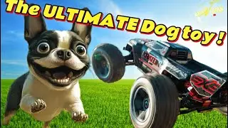 Dog vs Arrma Kraton 6S EXB &ndash; The Ultimate RC Chase!