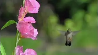 Hummingbird vs Wasp: Dennis Fast captures battle between bird and bug