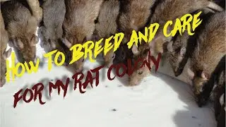 How to breed and care for rats