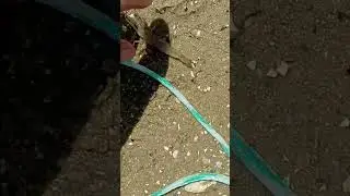 finding shrimp in the river