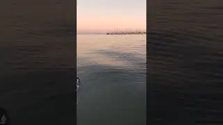 SF Bay Area Herring Spawn Report 1/15/26 #fishing #outdoors