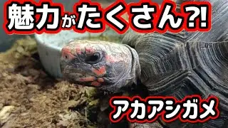 【魅力を語る回】アカアシガメに魅力に沼ってます。