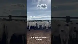 Accelerated Genetics com touros Bacuri e Quorum #fazenda #farming #fyp #vaca #iatf #cow #vaca
