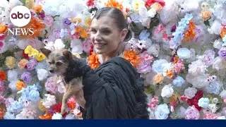 Four-legged friends hit the red carpet in the Pet Gala