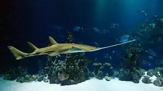 fish research center.      December 23, 2021
