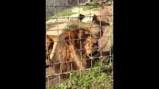 Cat Haven Lion