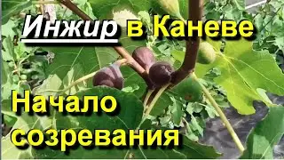 Инжир в Каневе. Начинаем собирать урожай.  2025 09 01