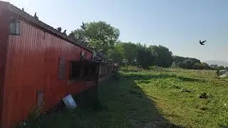 Columbodromul DeVis - 12 Iulie 2021