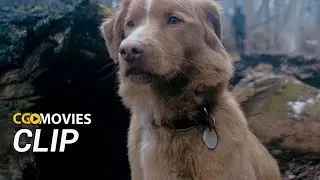 Good Boy (2025) | Movie Clip | Directed By Ben Leonberg