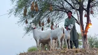 Amazing Goat Farming on Island | Complete Documentary
