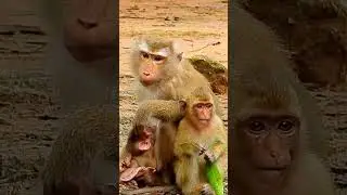 Adorable baby monkey Leo. #angkorjungle #newbornmonkey #lucymonkey #rainbow #babymonkey #reel #0390