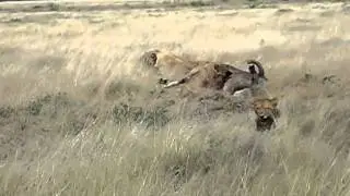 Lions eating a kudu in Etosha Park, Namibia