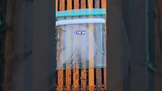 ☯️ How to Feed Bees Syrup In a Baggie #beekeepingtips