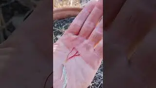 The different types of saffron