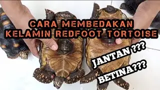 TERNAK RED FOOT?  HARUS TAU CARA MEMBEDAKAN Kelamin RED FOOT TORTOISE / CHERRY HEAD TORTOISE