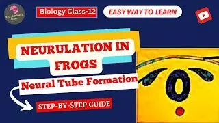 Neurulation in Frogs: Formation of the Neural Tube Explained🌬️ |Embryology Guide📚|Bio_Science Guide