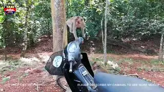 Amazing monkey meeting tourist - Cute girls playing monkey