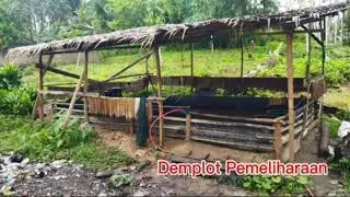 Budidaya Kepiting UMKM (Usaha Minim Kurang Modal) 😜