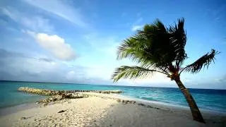 Beach and Sand, Palm Tree swaying in the breeze