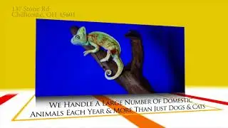 Pet Taxidermy | Animal Family Pet Preservation